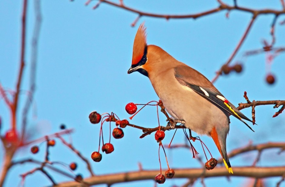 Дрозд с хохолком