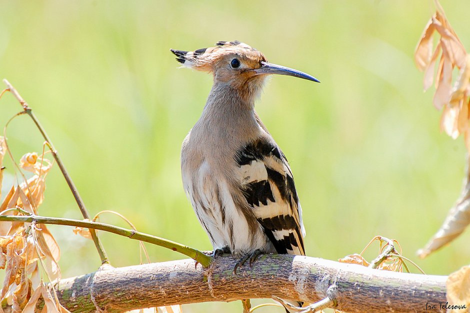 Удод Крымский
