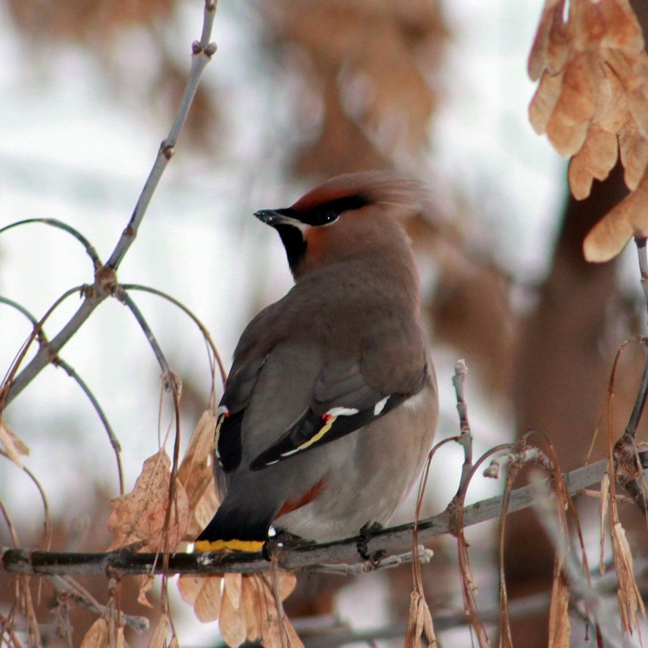 Птица с гребешком