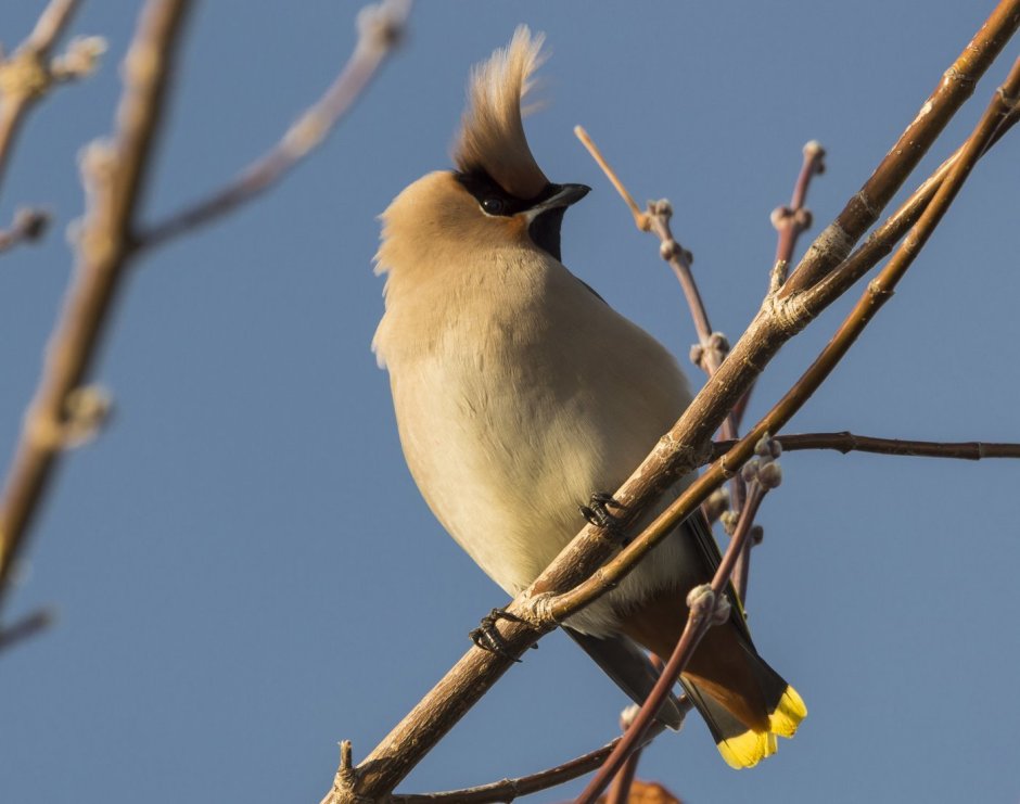 Свиристель в Ленинградской области