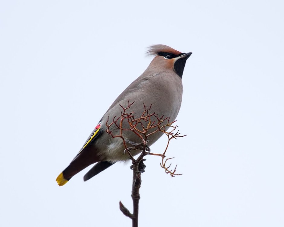 Пальмирский Удод