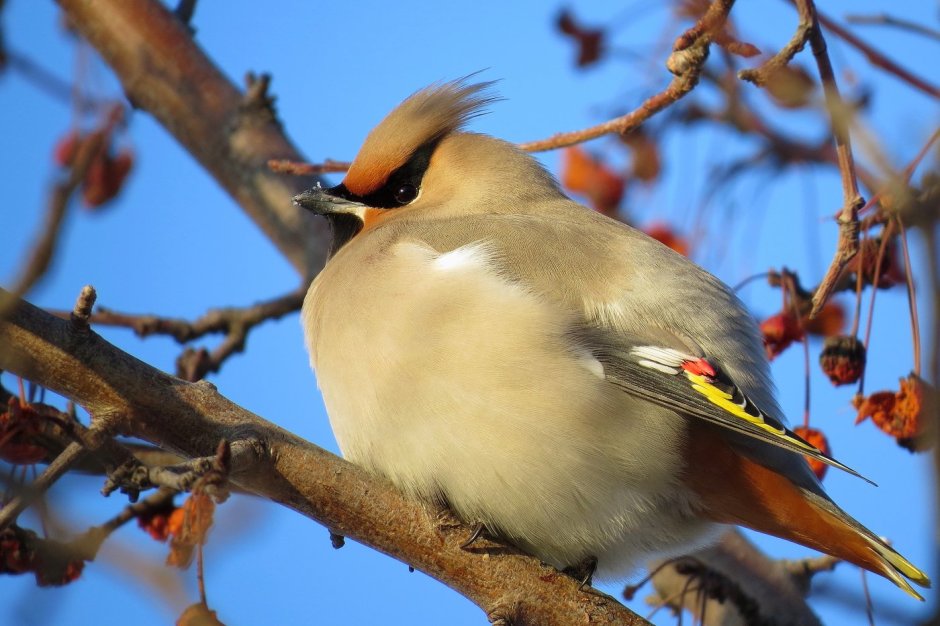 Сойка и свиристель