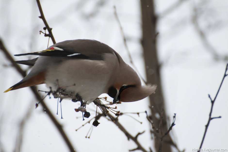 Птица с хохолком на голове похожая на воробья но крупнее