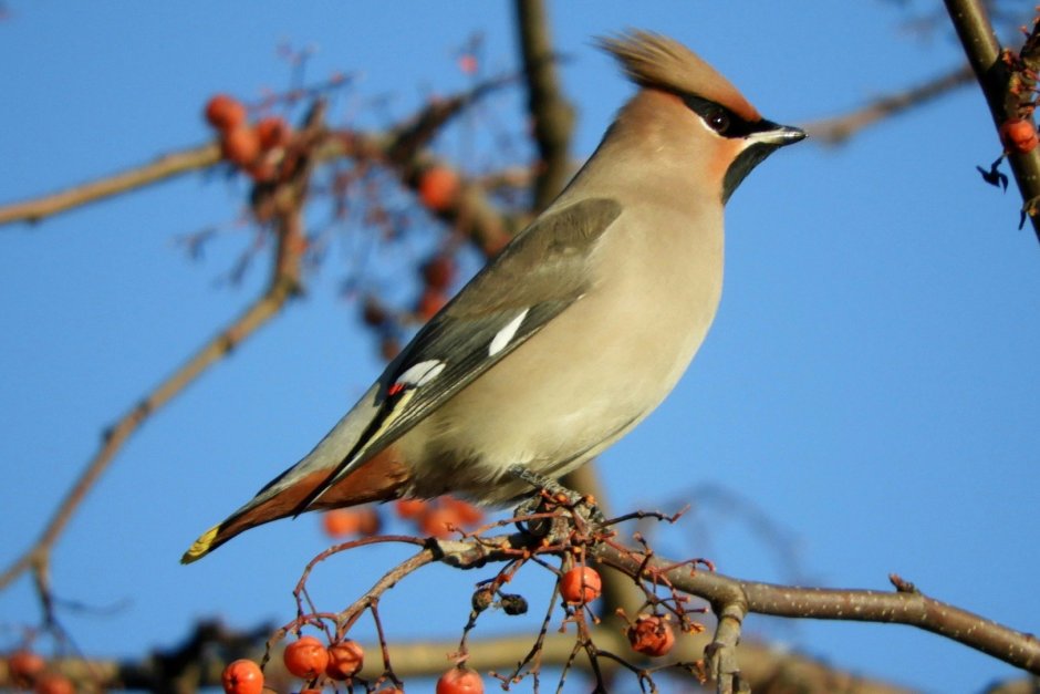 Синеголовый Удод