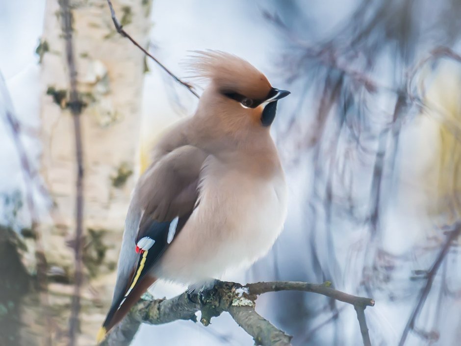 Хохлатый Жаворонок Перелетная