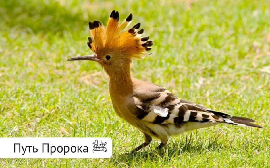 Коричневая птица с хохолком