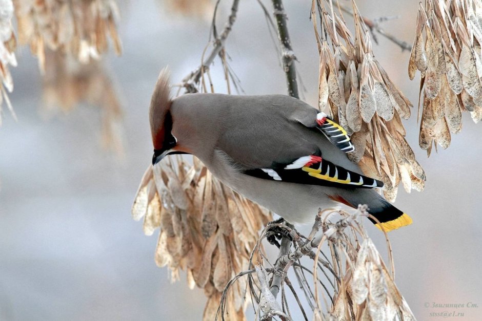 Дрозд свиристель Крымский