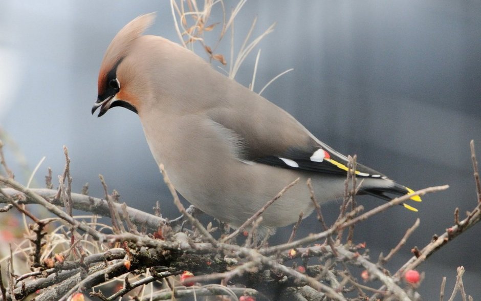 Серая птица с красным хохолком