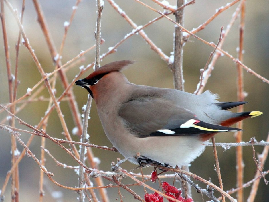Хохлатая Пичуга