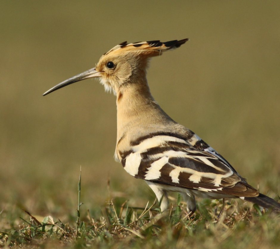 Птичка с хохолком в Ленинградской
