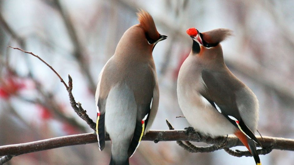 Венценосный мухоед птица