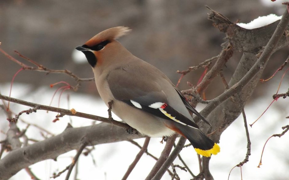 Дрозд свиристель Крымский