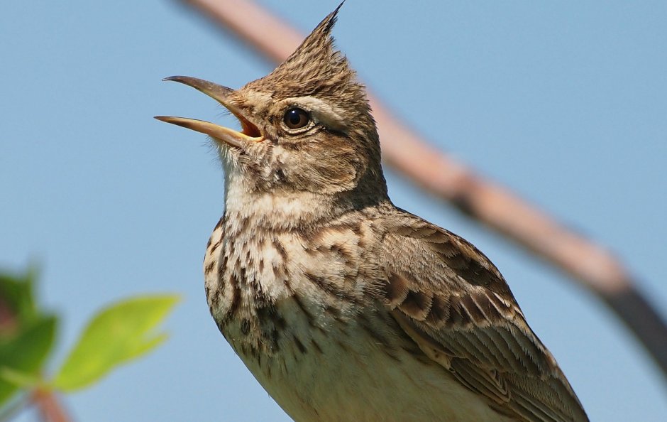 Свиристель обыкновенный