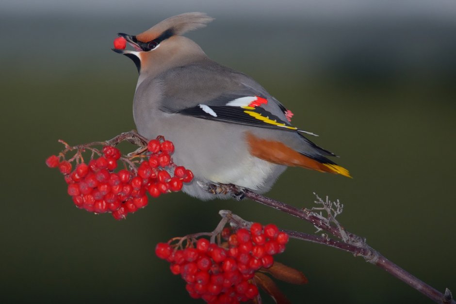 Хохлатая свиристель