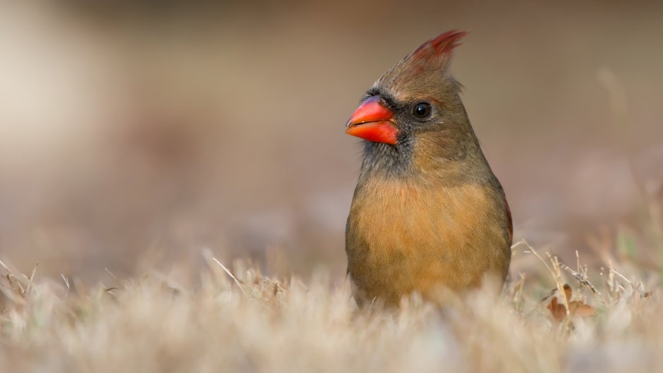 Синица хохлатая птица