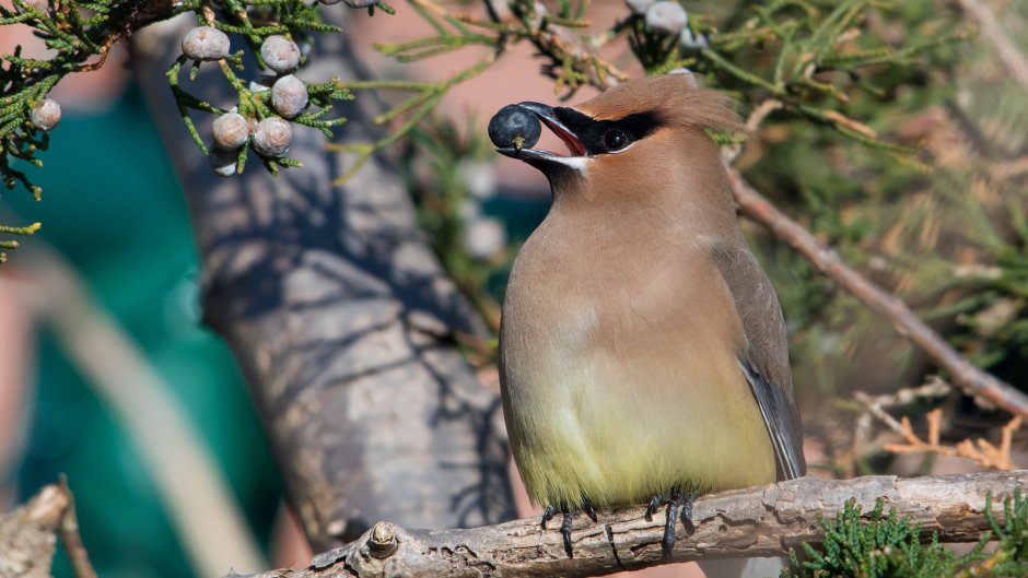 Свиристель Уральская