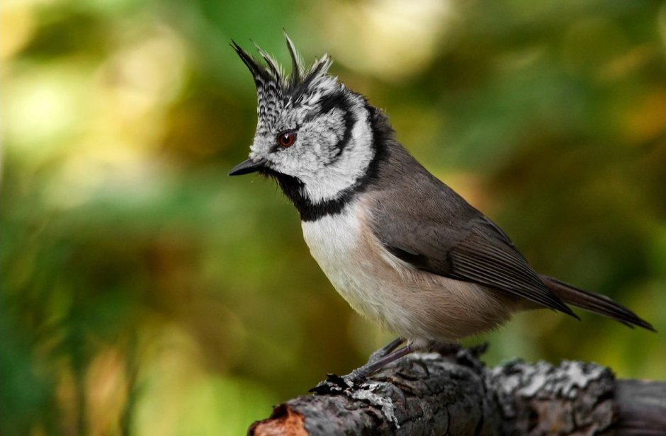 Сорокопут свиристель