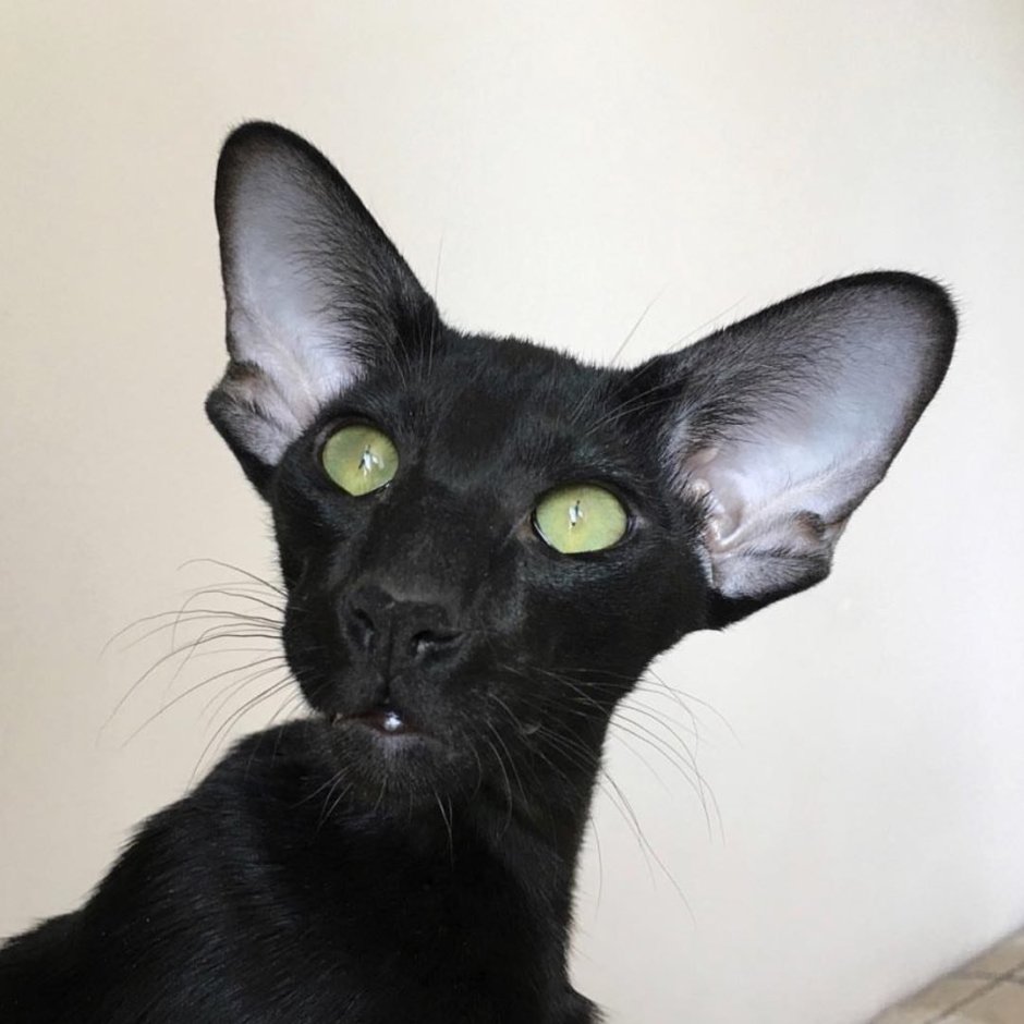 Худая черная кошка