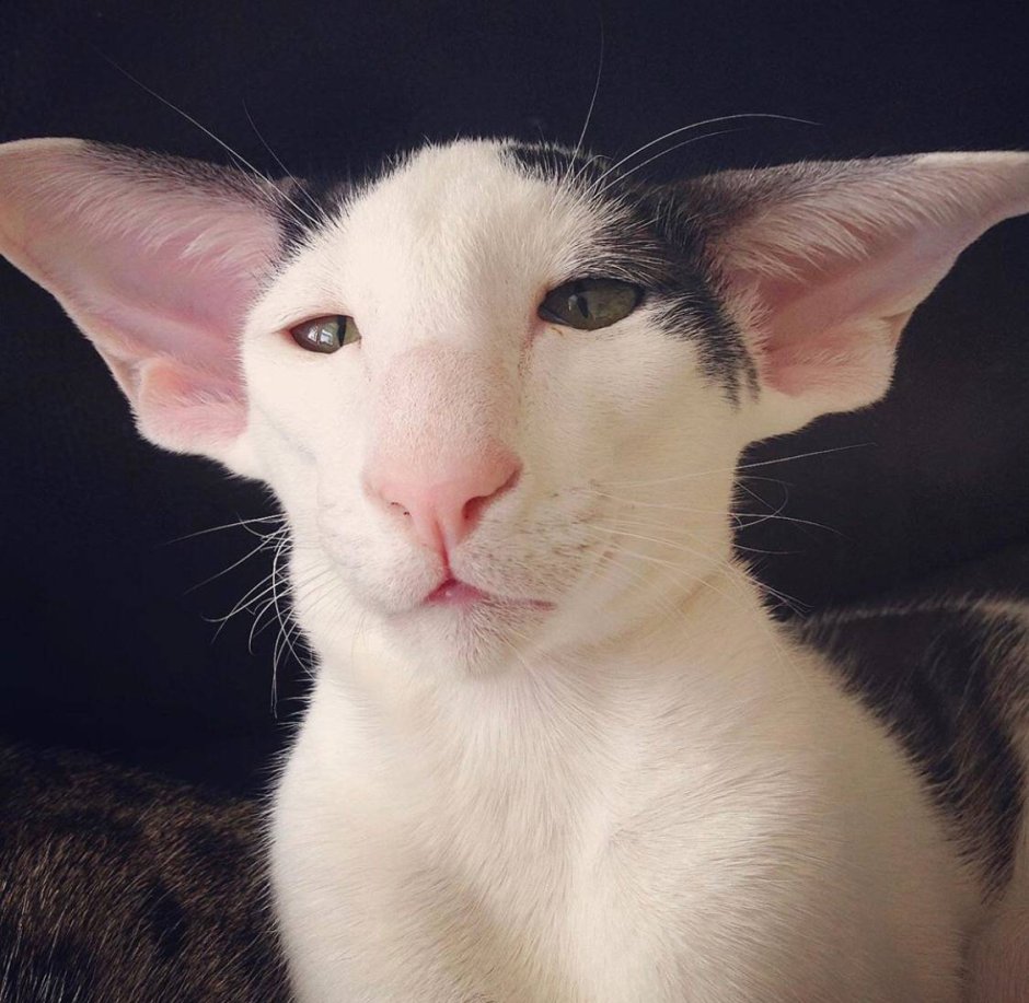 Кот грузин Ориентальная кошка