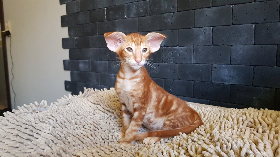 Донской сфинкс черный котенок