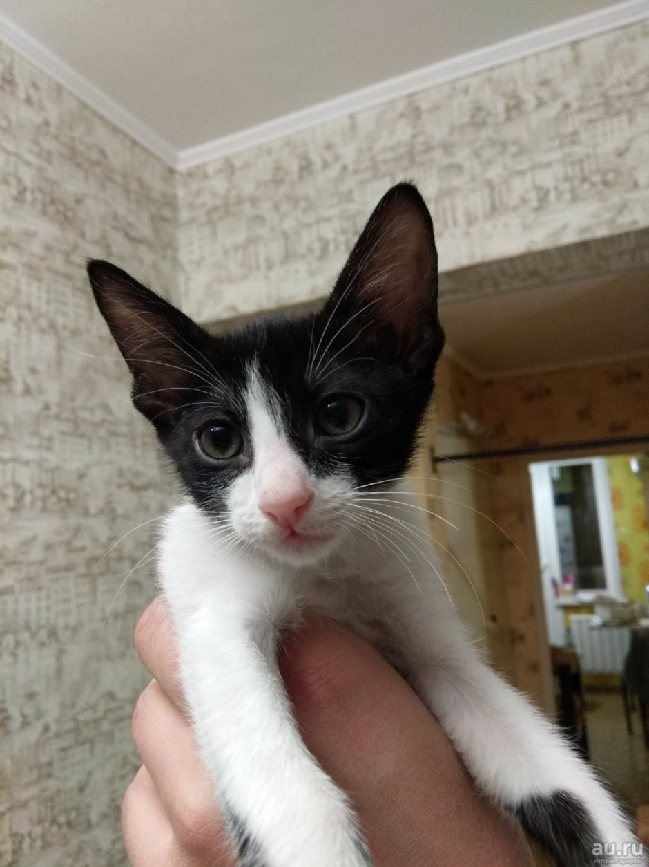 Котята ориенталы метисы