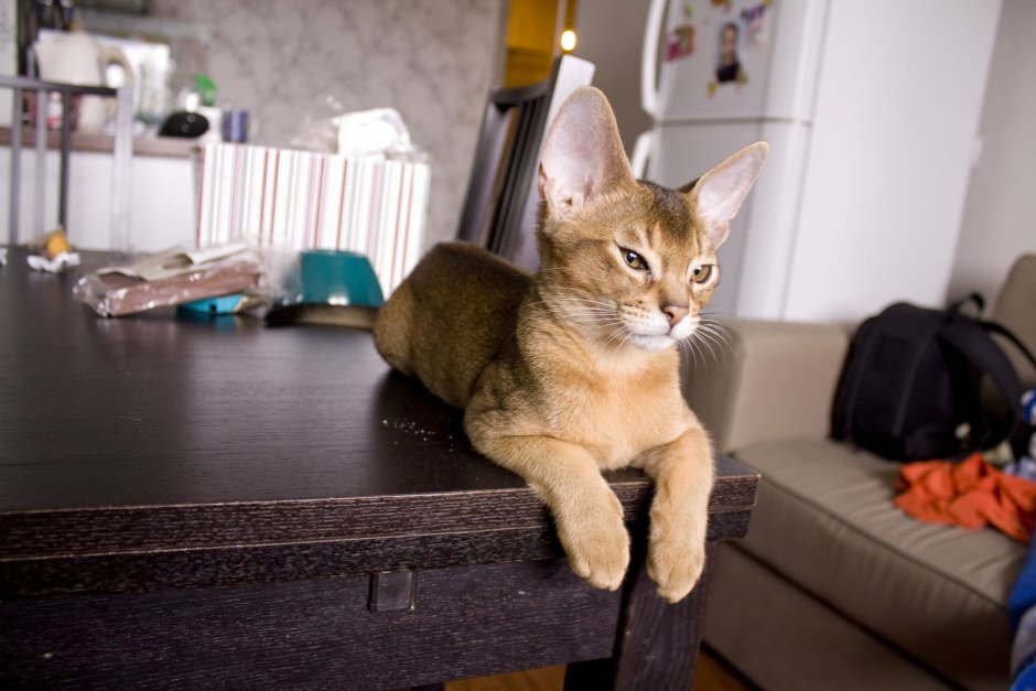 Коты ориенталы грузины