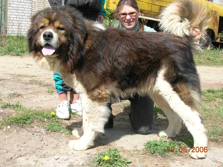 Кавказец Московская сторожевая