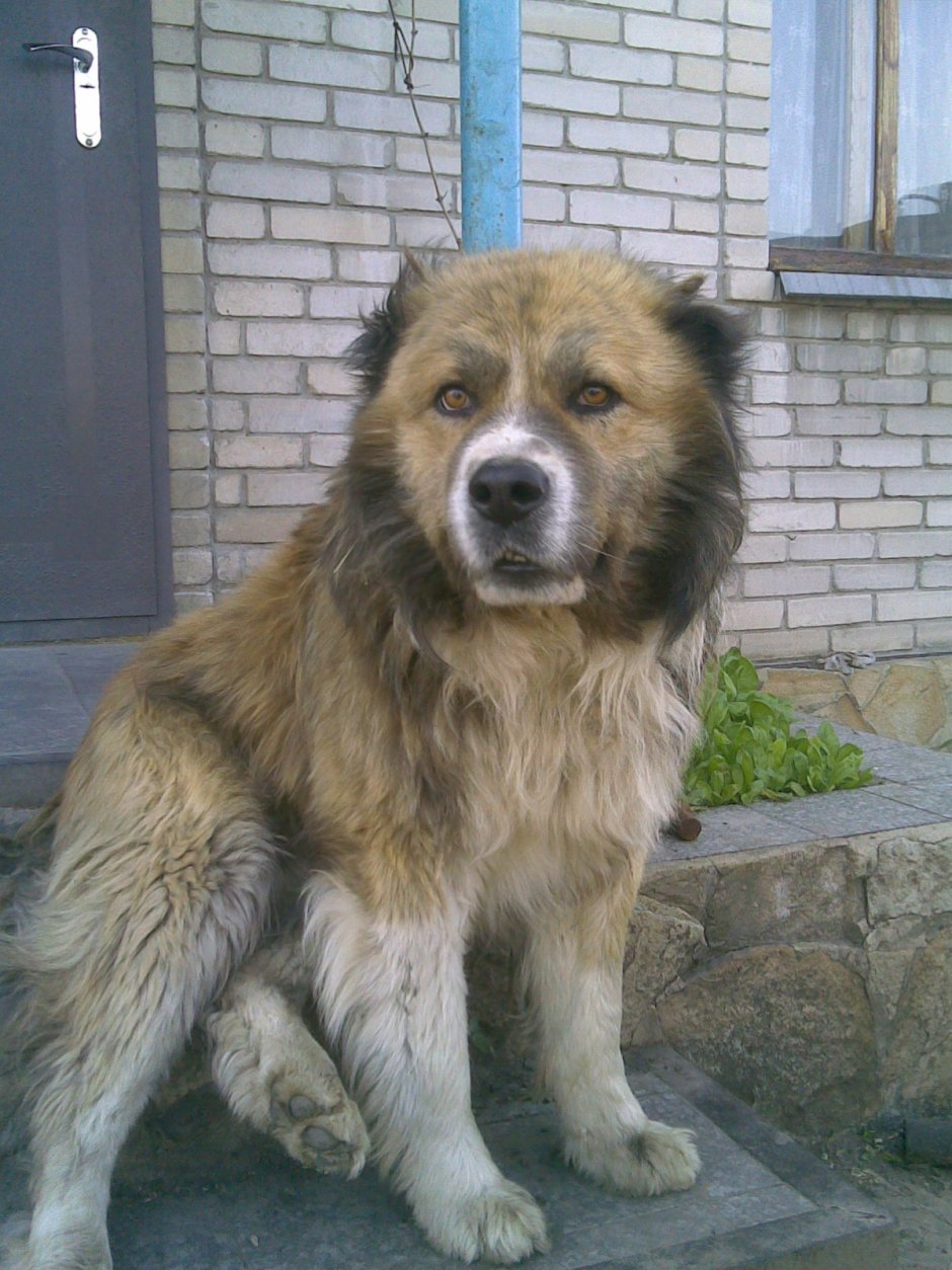 Кавказская овчарка Сенбернар Московская сторожевая