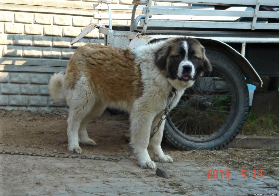 Кавказская овчарка Сенбернар Московская сторожевая