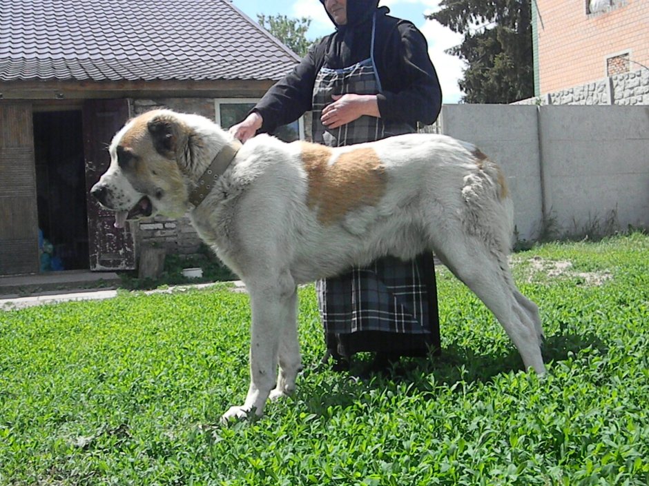 Сенбернар и Московская сторожевая