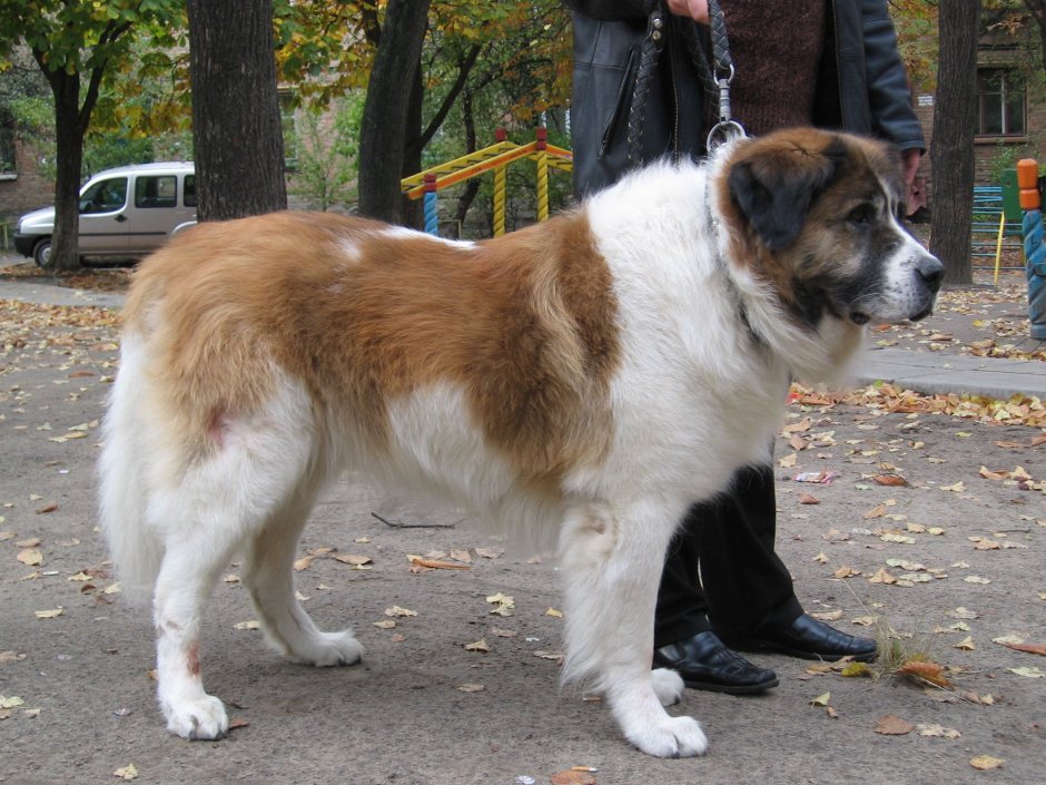 Сенбернар и алабай