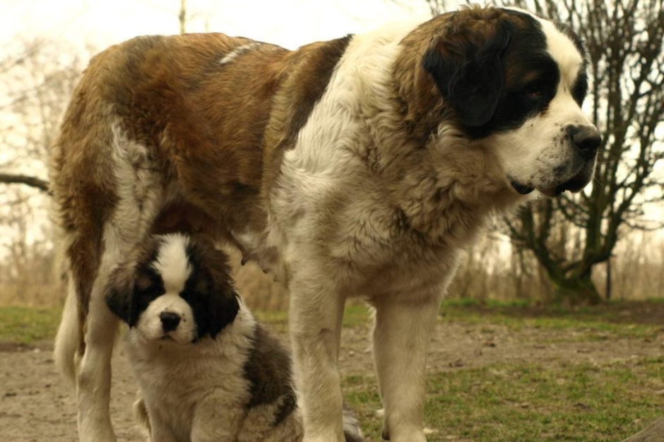 Кавказская овчарка Сенбернар Московская сторожевая