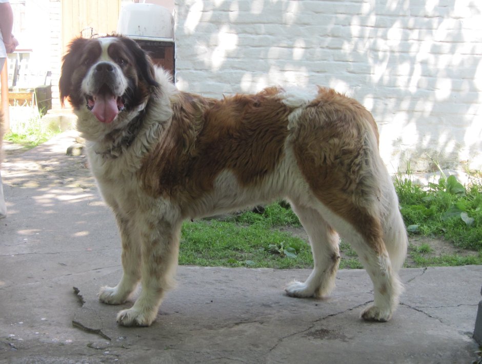 Кавказская овчарка Сенбернар Московская сторожевая