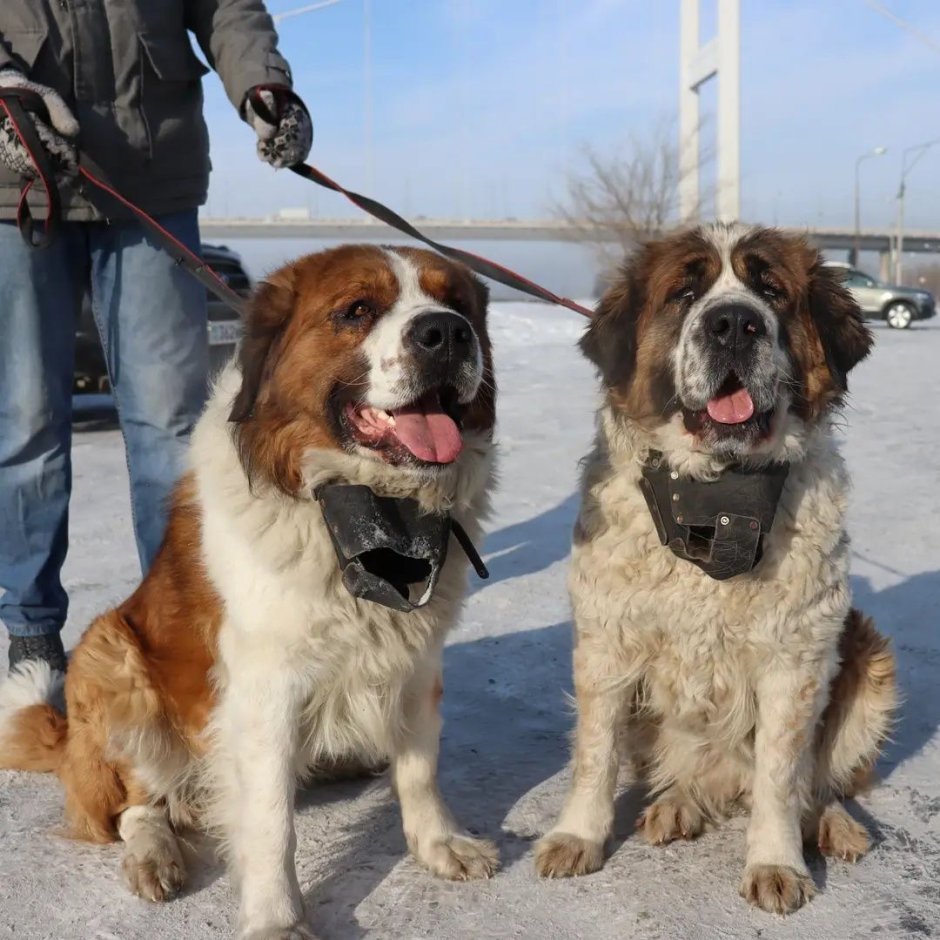 Московская сторожевая овчарка