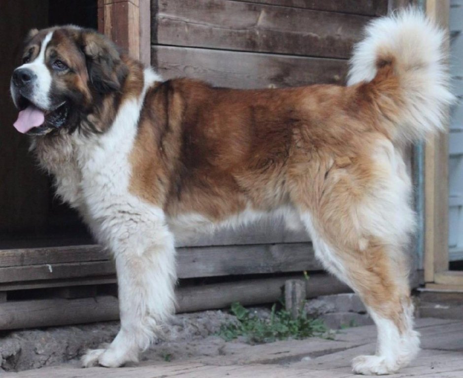 Московская сторожевая и Кавказская овчарка