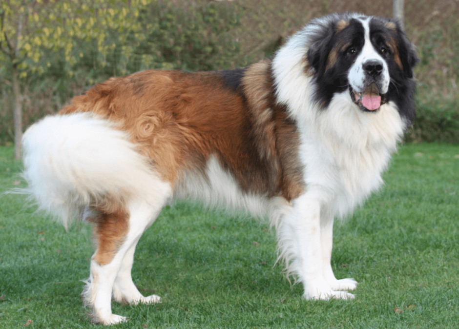 Метис кавказской овчарки