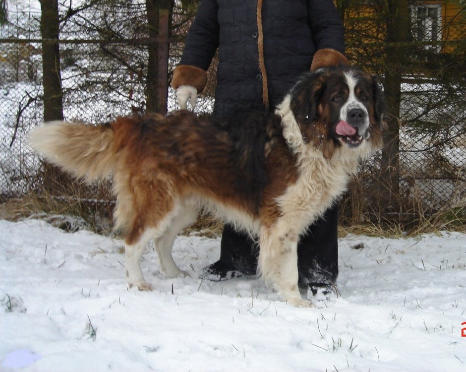 Московская сторожевая собака волкодавов