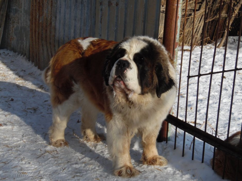 Кавказская овчарка и колли