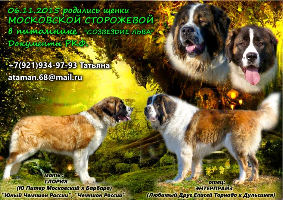 Московская сторожевая собака черная