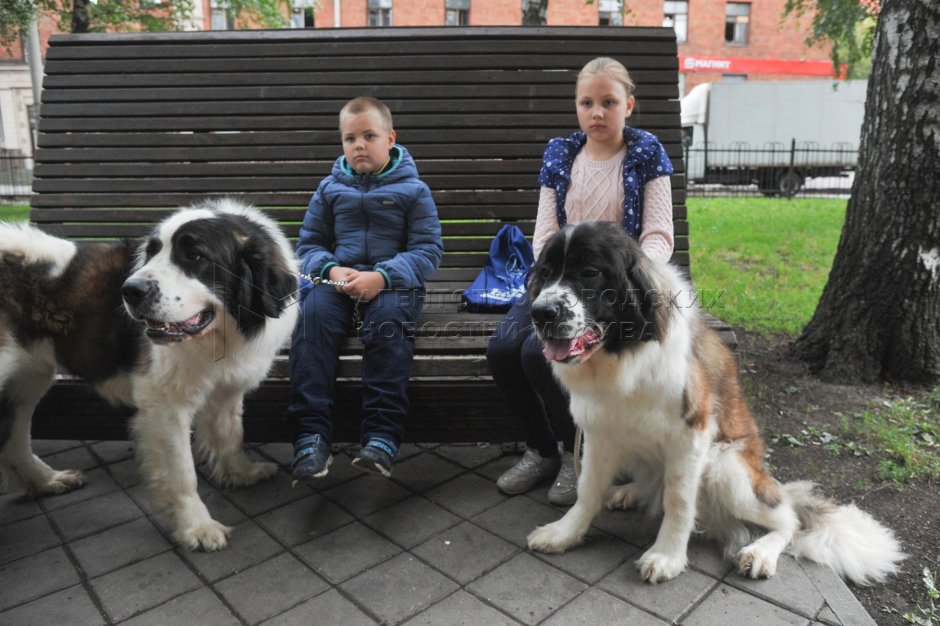 Сенбернар и Московская сторожевая