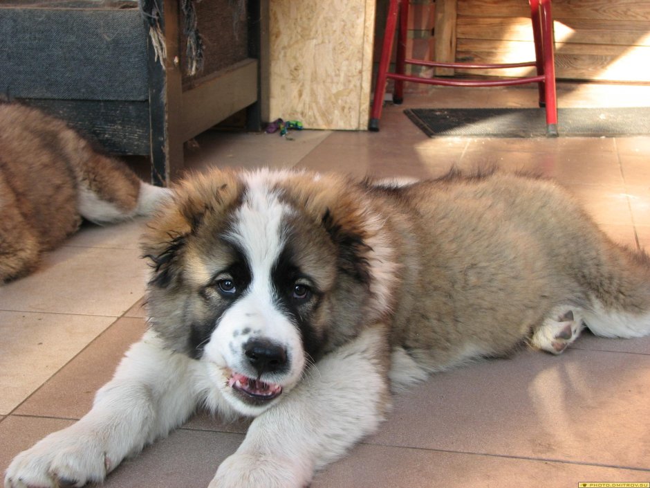 Московская сторожевая с гривой