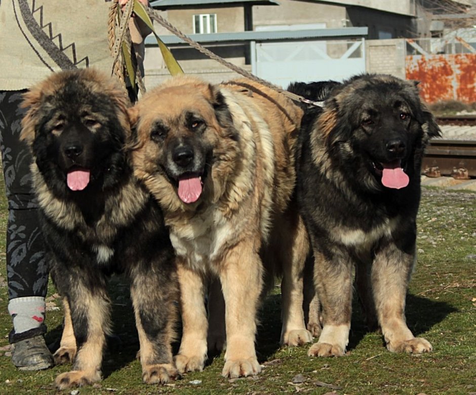 Сенбернар и Московская сторожевая