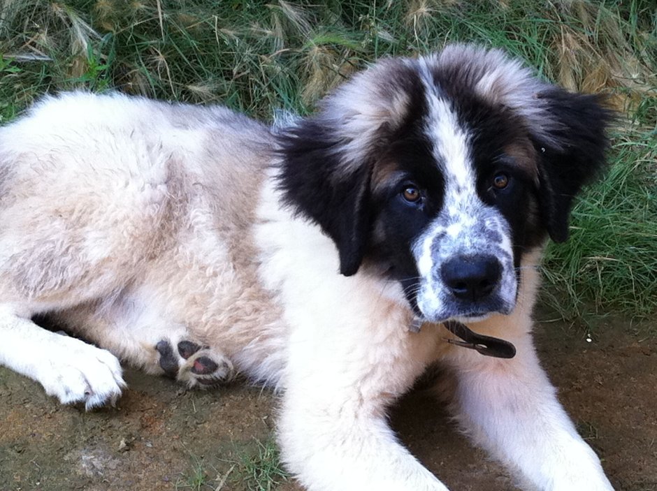 Московский сторожевой волкодав