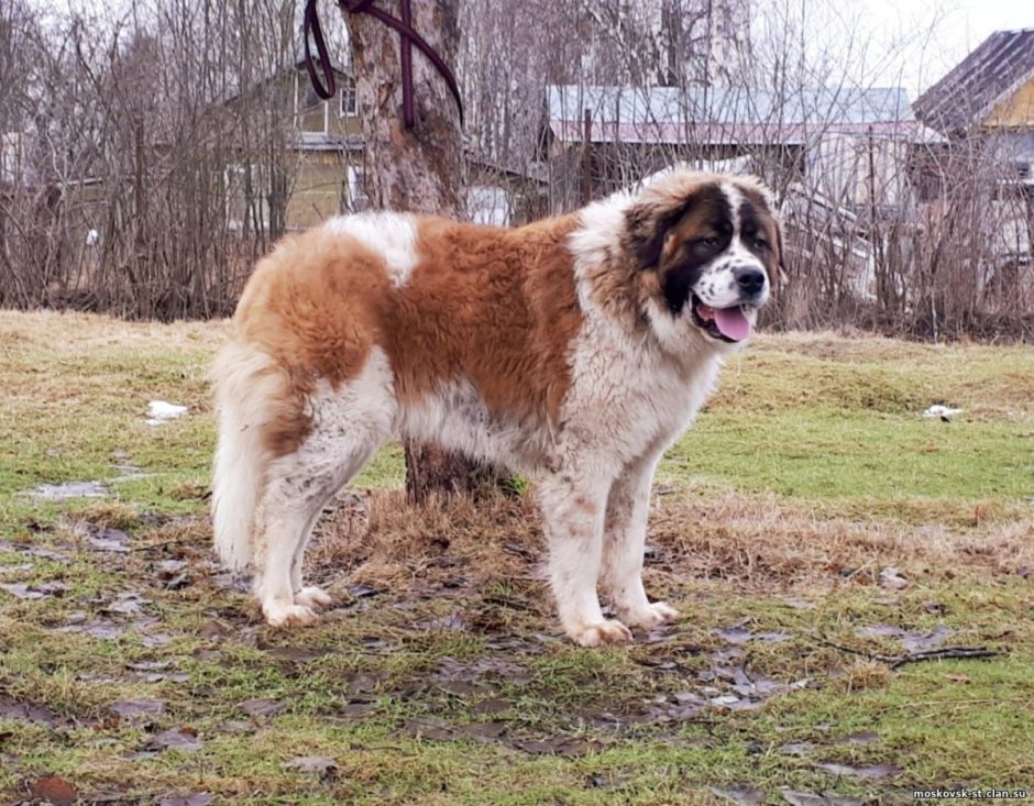 Кавказская овчарка Сенбернар Московская сторожевая