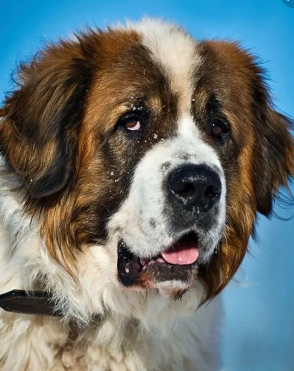 Кавказская сторожевая овчарка рыжая