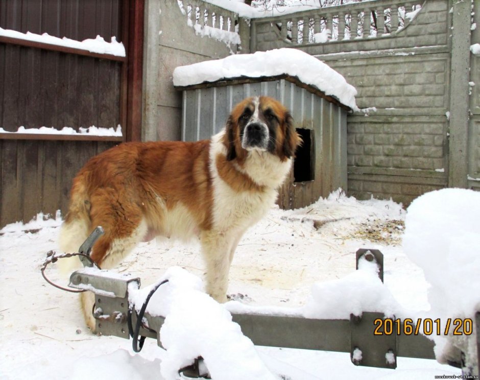 Бульдог с Московской сторожевой