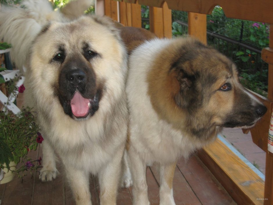 Кавказская сторожевая овчарка