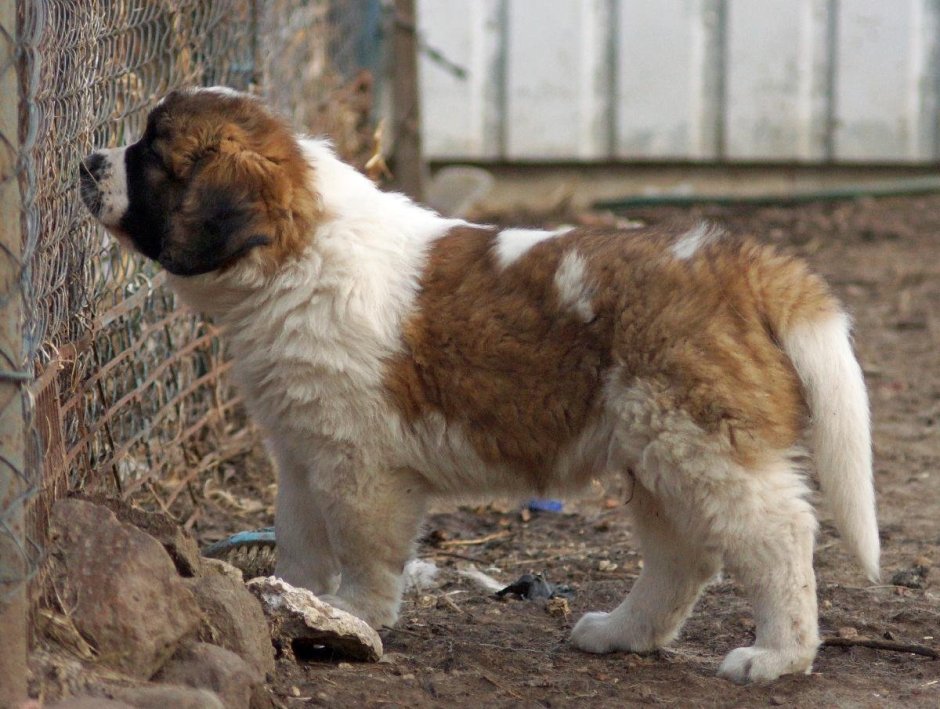 Московская сторожевая т алабай помесь