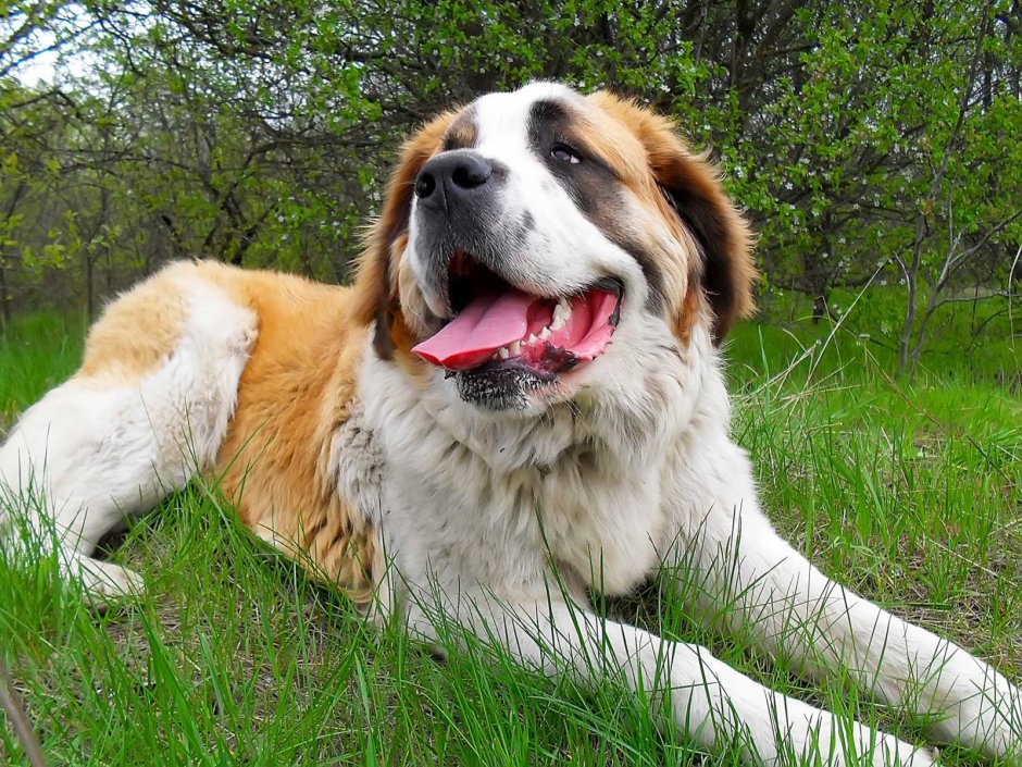 Сенбернар и Московская сторожевая