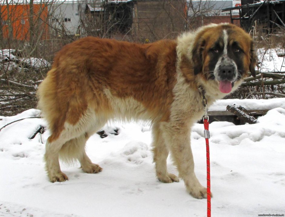 Московская сторожевая собака в стойке